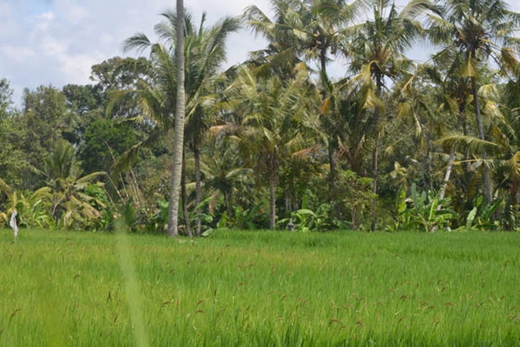 Villa Nyoman Ubud Extérieur photo